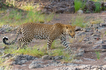 Leopard (Panthera Pardus). This male was having a problem with hyena about his prey in the early morning in Mashatu Game Reserve in the Tuli Block in Botswana                                