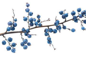 Branch With Blue Berries on White Background