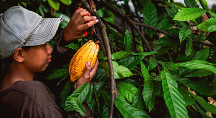 Cocoa farmer use pruning shears to cut the cacao pods or fruit ripe yellow cacao from the cacao...