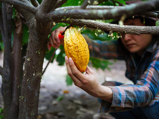 Cocoa farmer use pruning shears to cut the cacao pods or fruit ripe yellow cacao from the cacao...