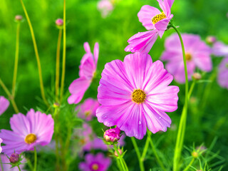 Fototapeta premium Close-up of beautiful cosmos flowers at cosmos field in moring sunlight. amazing of close-up of cosmos flower. nature flower background.