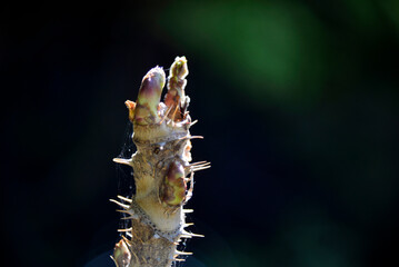 タラの木の新芽　タラの芽