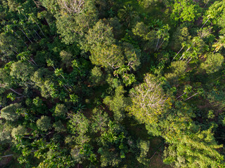 Naklejka premium Aerial view green tropical rainforest green tree leaf texture