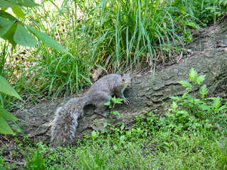 squirrel central park new york USA