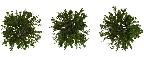 Top View Of Green Plants Transparent Background - 3D Render