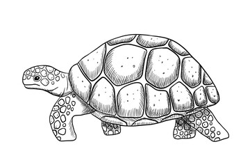 Going engraving sea turtle isolated on white background. Hand drawn line monochrome illustration ocean or underwater animal