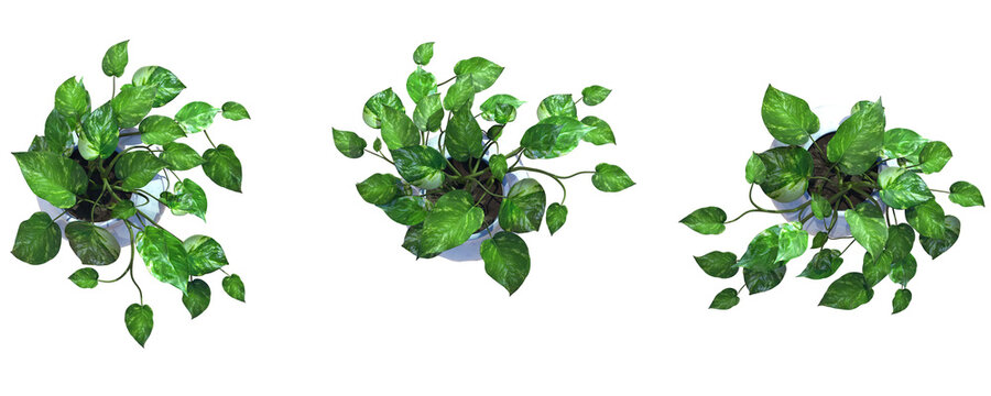 Top View Of Green Plants Transparent Background - 3D Render