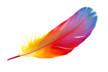 Multicolored Feather on White Background