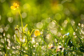 spring grass, yellow buttercups against a background of sparkling bokeh. selective focus. artistic photo