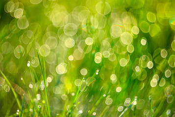 spring grass against a background of sparkling bokeh. selective focus. artistic photo
