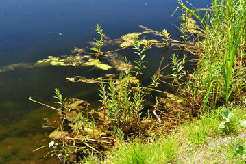 Reflections of Blue Sky in Still Waters of Industrial Canal with Grass and Flowers
