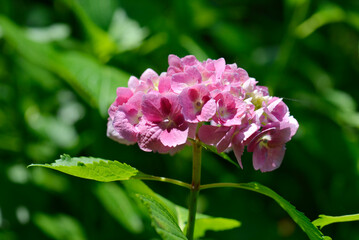 Fototapeta premium 紫陽花