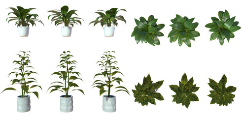 Fototapeta na wymiar Collection Of Plant Top and Front View - Bundle Collection Of Green Plant And Tree PNG