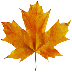 Naklejka na ściany i meble Autumn maple leaf with rich fall colors on transparent background - stock png.