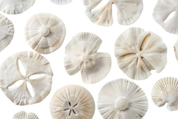 Group of White Seashells on White Background