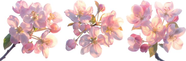 Set of sunny apple tree flowers on branches isolated