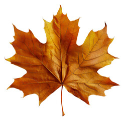 Obraz premium Autumn maple leaf with rich fall colors, cut out - stock png.