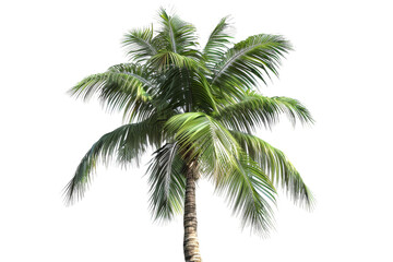 Fototapeta na wymiar Palm Tree Against White Background
