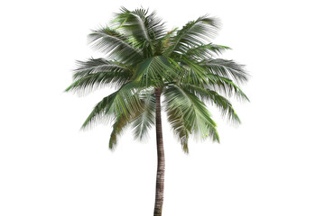 Fototapeta na wymiar Palm Tree on White Background