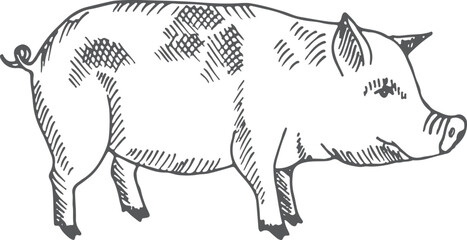 Pig sketch. Farm animal. Hand drawn piglet