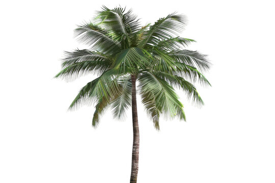 Palm Tree on White Background