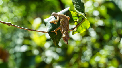 Chameleon two-horned on leaf in the jungle Kilimajaro mountains Tanzania Africa 2022
