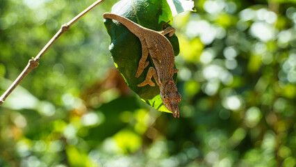 Chameleon two-horned on leaf in the jungle Kilimajaro mountains Tanzania Africa 2022