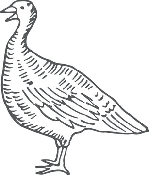 Bird sketch. Farm fauna. Hand drawn turkey