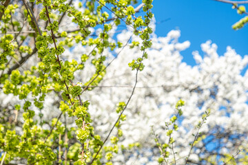 Spring with Blooming flowers on tree branches