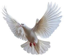 White dove in mid-flight against, cut out - stock png.