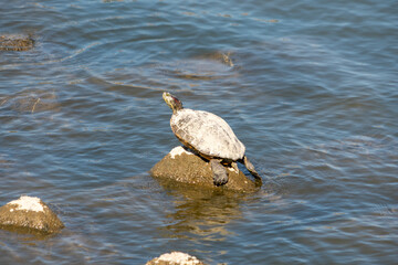 天気の良い日に武庫川で甲羅干しをするカメ
