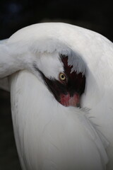 Closeup portrait of a beautiful Whooping Crane, Grus americana, an endangered species. 