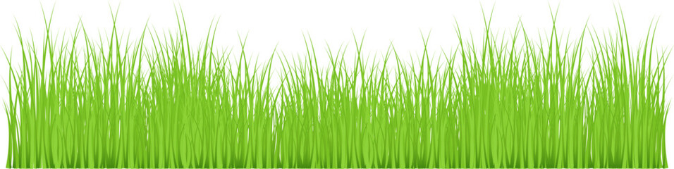Fototapeta na wymiar Easter background - Green grass meadow meadow border vector drawing. Spring summer plant field lawn plant. Grass background vector illustration.