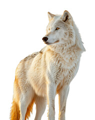 Arctic wolf standing, cut out - stock png.
