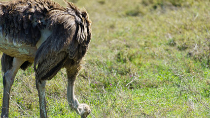 ostrich Ngorongoro crater national park Africa Tanzania