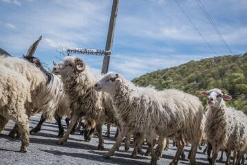 Sheep on famous Georgian Military Highway, major route through the Caucasus, Georgia