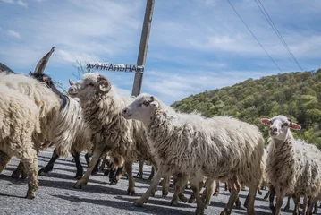 Fotobehang Sheep on famous Georgian Military Highway, major route through the Caucasus, Georgia © Fotokon