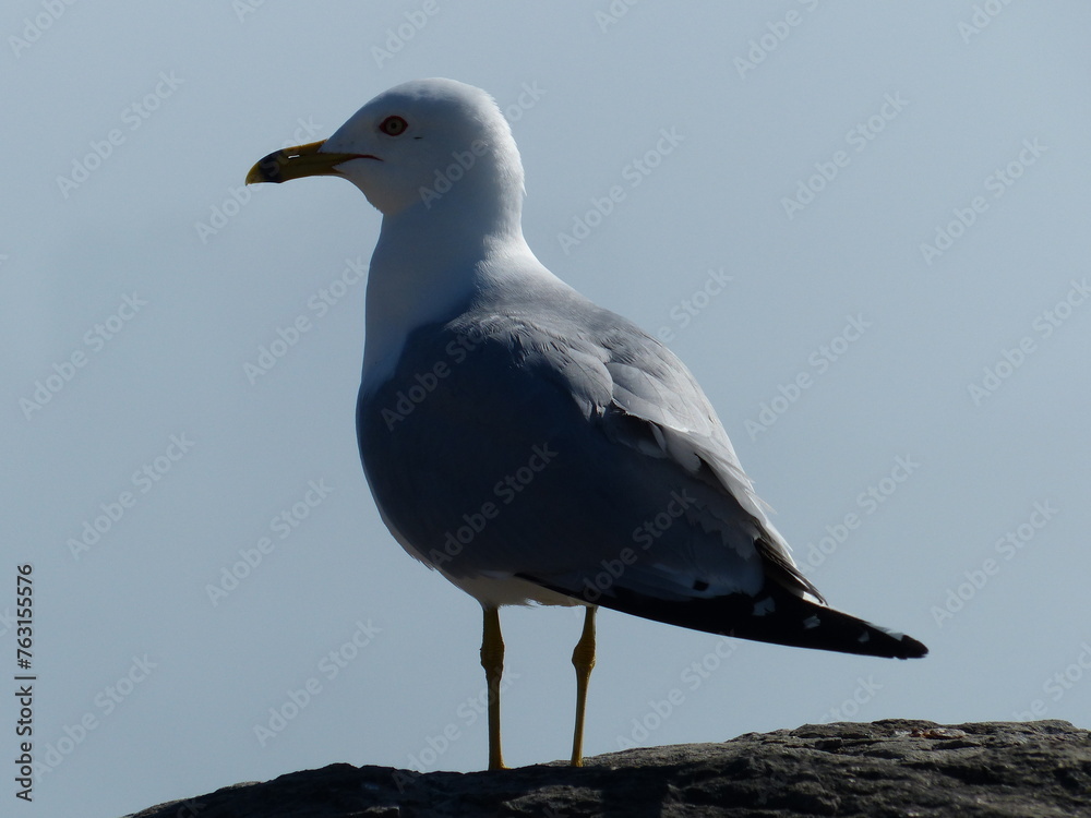 Poster mouette