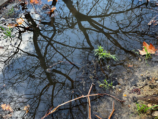 Rami di alberi riflessi nell'acqua