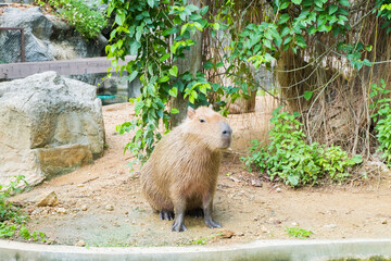 Capybara Sitting in the wild,Hydrochaeris hydrochaeris The biggest mouse Capybara