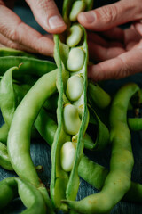 man with an open broad bean pod in his hand - 763156704