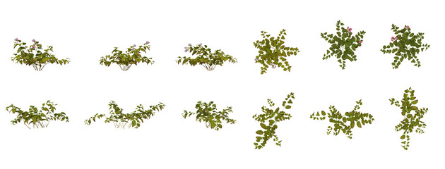 Set Of Plants Front And Top View Closeup Transparent Background