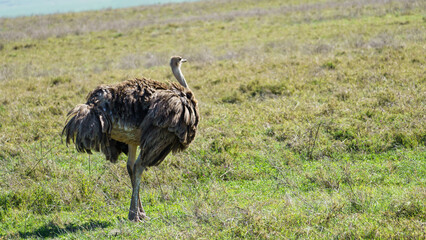 ostrich Ngorongoro crater national park Africa Tanzania
