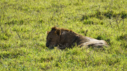 Lion with mane lying in the grass Ngorongoro crater national park Africa Tanzania