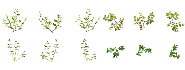 Set Of Plants Front And Top View Closeup Transparent Background - obrazy, fototapety, plakaty