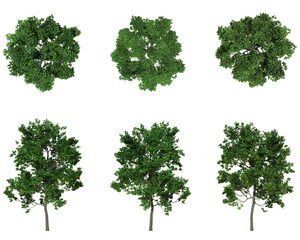 Set Of Trees Front And Top View Closeup Transparent Background