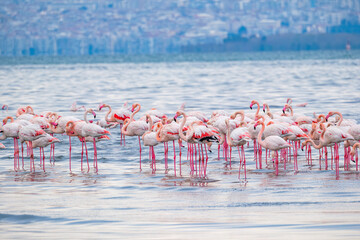 Obraz premium flamingo flock 