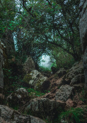Hiking through a tunnel in the forest in the morning.