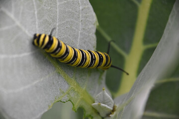 Colorful Monarch Caterpillar on a Milkweed Leaf