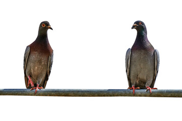 Two pigeons on a metal bar